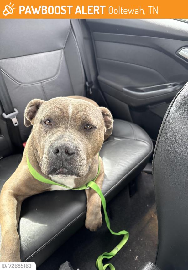 Found/Stray Female Dog last seen Near i-75, Ooltewah, TN 37363
