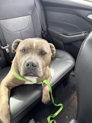 Found/Stray Female Dog last seen Near i-75, Ooltewah, TN 37363