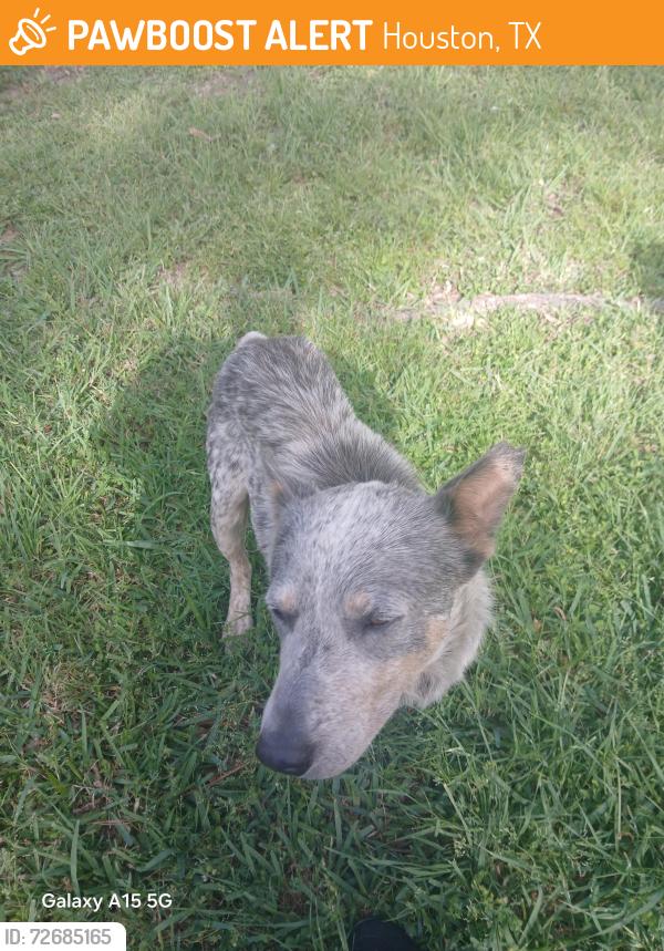 Found/Stray Male Dog last seen Woodsdale Blvd and Veterans Memorial , Houston, TX 77038
