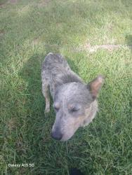 Found/Stray Male Dog last seen Woodsdale Blvd and Veterans Memorial , Houston, TX 77038