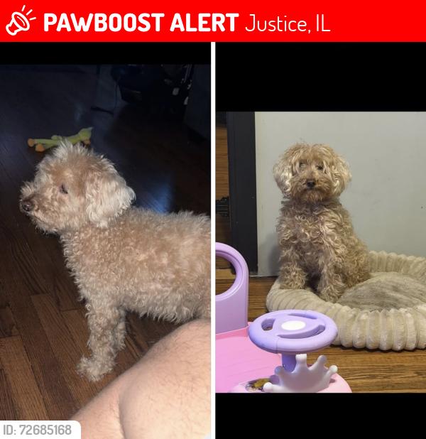 Lost Male Dog last seen S 82nd Ave, Justice, IL 60455