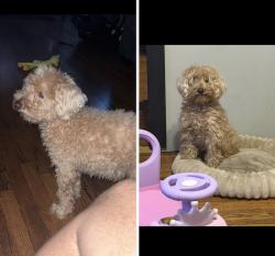 Lost Male Dog last seen S 82nd Ave, Justice, IL 60455