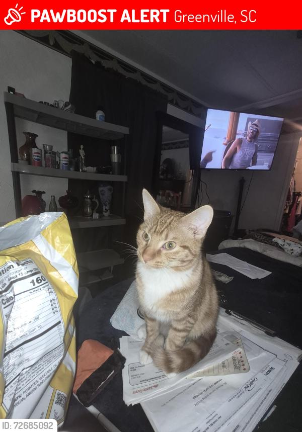 Lost Male Cat last seen State park rd, Greenville, SC 29609