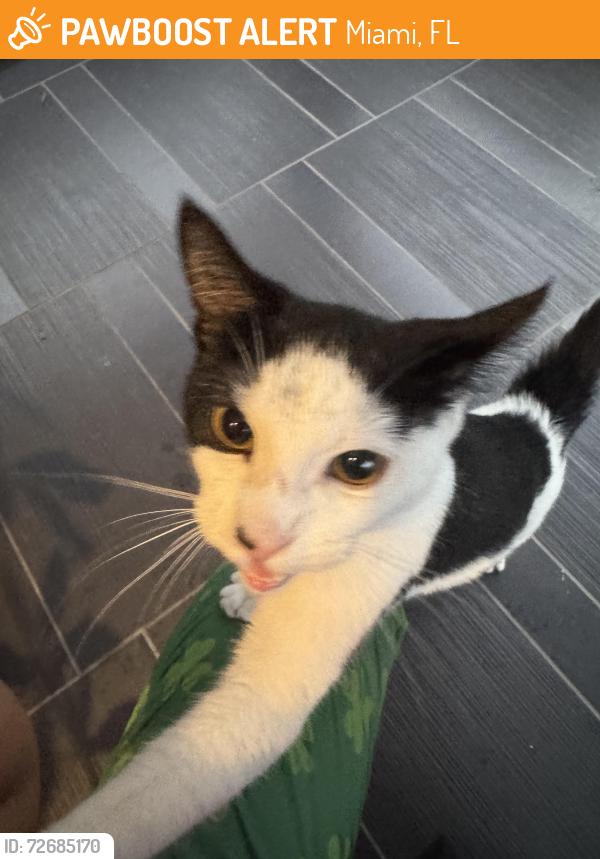 Found/Stray Unknown Cat last seen OMG Brigadeiro, Miami, FL 33145