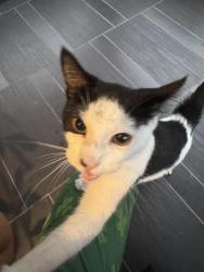 Found/Stray Unknown Cat last seen OMG Brigadeiro, Miami, FL 33145