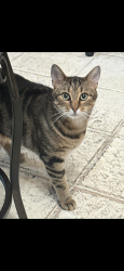 Lost Male Cat last seen Barngate and Carolina Grove , Houston, TX 77073