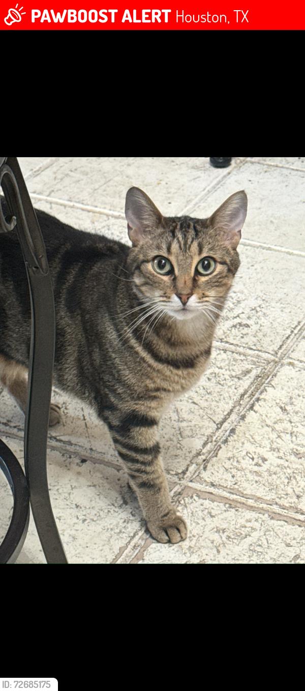 Lost Male Cat last seen Barngate and Carolina Grove , Houston, TX 77073
