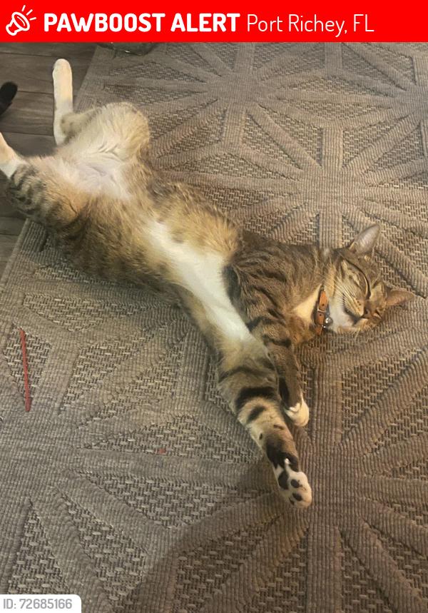 Lost Male Cat last seen Paws port Richey , Port Richey, FL 34653