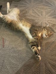 Lost Male Cat last seen Paws port Richey , Port Richey, FL 34653