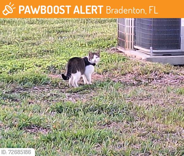 Found/Stray Unknown Cat last seen Fl. Blvd. & 26th st w, Bradenton, FL 34207