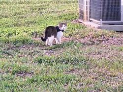 Found/Stray Unknown Cat last seen Fl. Blvd. & 26th st w, Bradenton, FL 34207