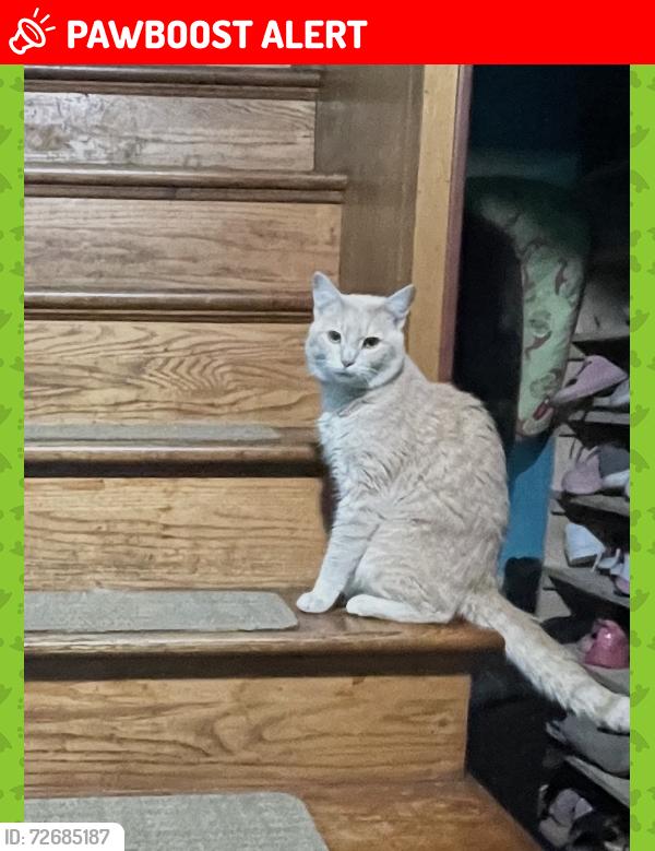 Lost Male Cat last seen Middle rd and clearfield rd, Wheaton-Glenmont, MD 20906