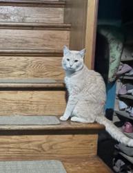 Lost Male Cat last seen Middle rd and clearfield rd, Wheaton-Glenmont, MD 20906