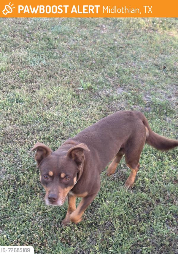Found/Stray Unknown Dog last seen Between Saralvo Rd and Lone Elm St, Midlothian, TX 76065