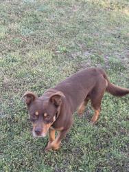 Found/Stray Unknown Dog last seen Between Saralvo Rd and Lone Elm St, Midlothian, TX 76065