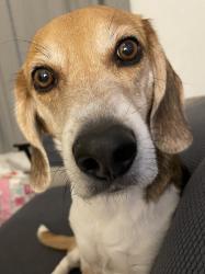 Lost Male Dog last seen West Main and North 28 Belleville IL, Belleville, IL 62226