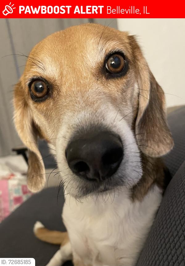 Lost Male Dog last seen West Main and North 28 Belleville IL, Belleville, IL 62226