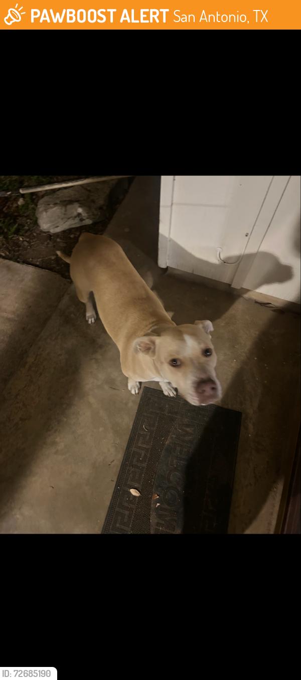 Found/Stray Female Dog last seen Timberhill, San Antonio, TX 78238