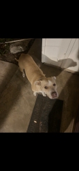 Found/Stray Female Dog last seen Timberhill, San Antonio, TX 78238