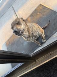 Found/Stray Female Dog last seen Near University Ave, Lubbock County, TX 79423