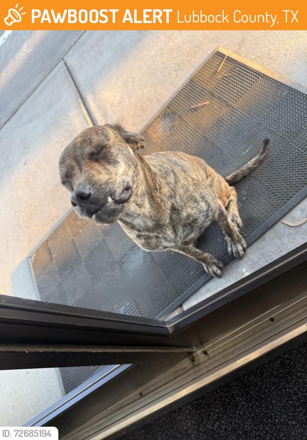 Found/Stray Female Dog last seen Near University Ave, Lubbock County, TX 79423