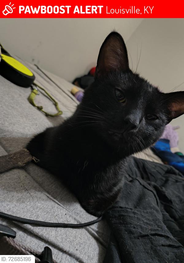 Lost Male Cat last seen Fazolis on preston , Louisville, KY 40213