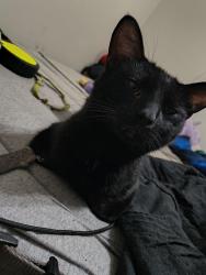 Lost Male Cat last seen Fazolis on preston , Louisville, KY 40213