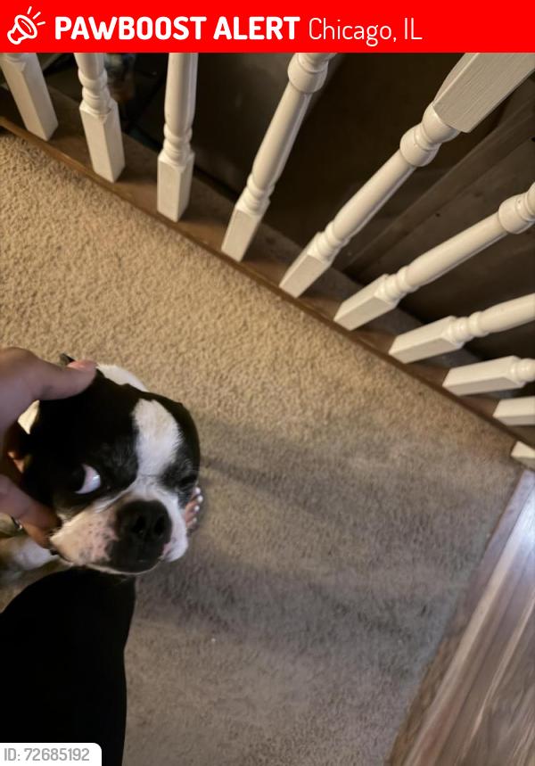 Lost Male Dog last seen 75th and Jeffery , Chicago, IL 60649