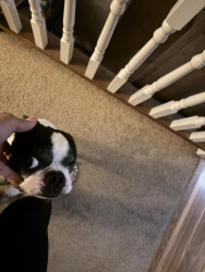 Lost Male Dog last seen 75th and Jeffery , Chicago, IL 60649
