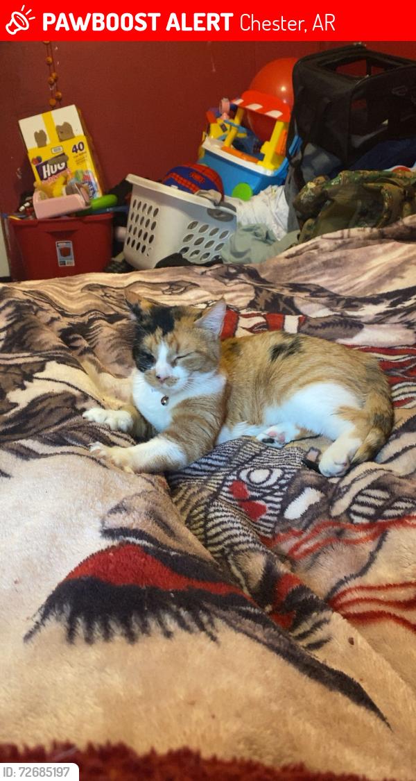 Lost Female Cat last seen Road, Chester, AR 72934