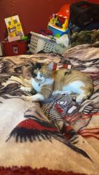 Lost Female Cat last seen Road, Chester, AR 72934