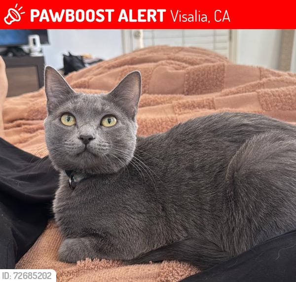 Lost Female Cat last seen Demaree/Riggin, Visalia, CA 93291
