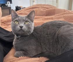 Lost Female Cat last seen Demaree/Riggin, Visalia, CA 93291