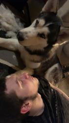 Lost Male Dog last seen Summit ridge apmts , Spokane, WA 99223