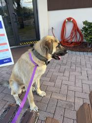 Found/Stray Male Dog last seen Ives dairy rd , Miami-Dade County, FL 33179