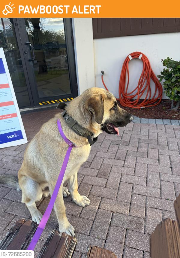 Found/Stray Male Dog last seen Ives dairy rd , Miami-Dade County, FL 33179