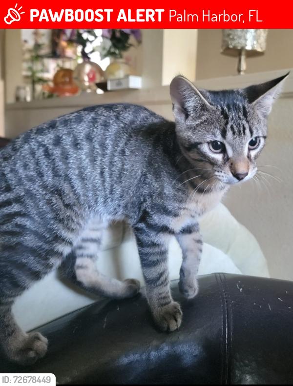 Lost Female Cat last seen Harbourtowne at Countrywoods, Palm Harbor, FL 34683