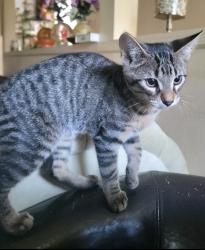 Lost Female Cat last seen Harbourtowne at Countrywoods, Palm Harbor, FL 34683