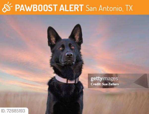 Found/Stray Unknown Dog last seen Deceased on side of the road in front of the hall of jehova's witnesses, San Antonio, TX 78239