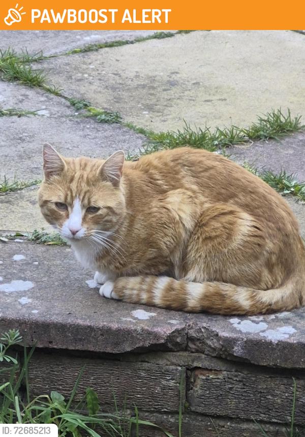 Found/Stray Unknown Cat last seen Coleman primary school , Leicester, England LE5 5FH
