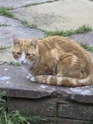Found/Stray Unknown Cat last seen Coleman primary school , Leicester, England LE5 5FH