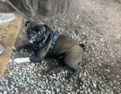 Lost Male Dog last seen Shields and locan by young elementary , Fresno, CA 93737