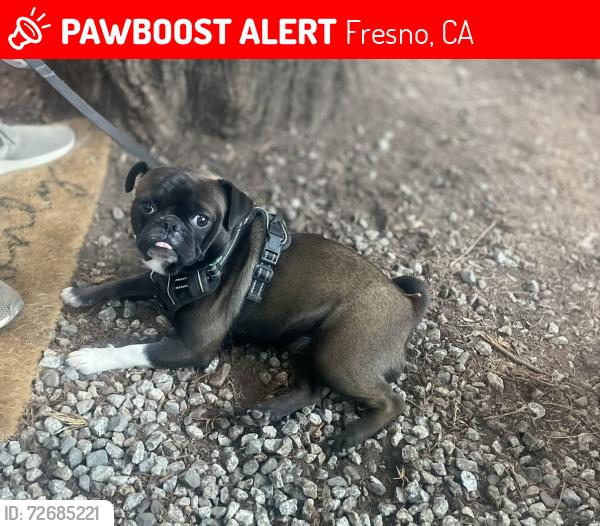 Lost Male Dog last seen Shields and locan by young elementary , Fresno, CA 93737