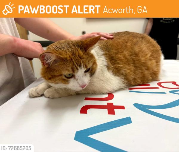 Found/Stray Female Cat last seen Near the playground in lake park subdivision , Acworth, GA 30101