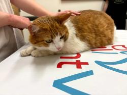 Found/Stray Female Cat last seen Near the playground in lake park subdivision , Acworth, GA 30101