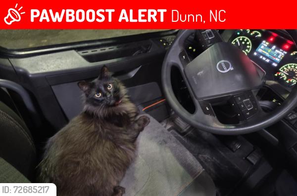 Lost Female Cat last seen Near Jonesboro Rd Dunn NC, Dunn, NC 28334