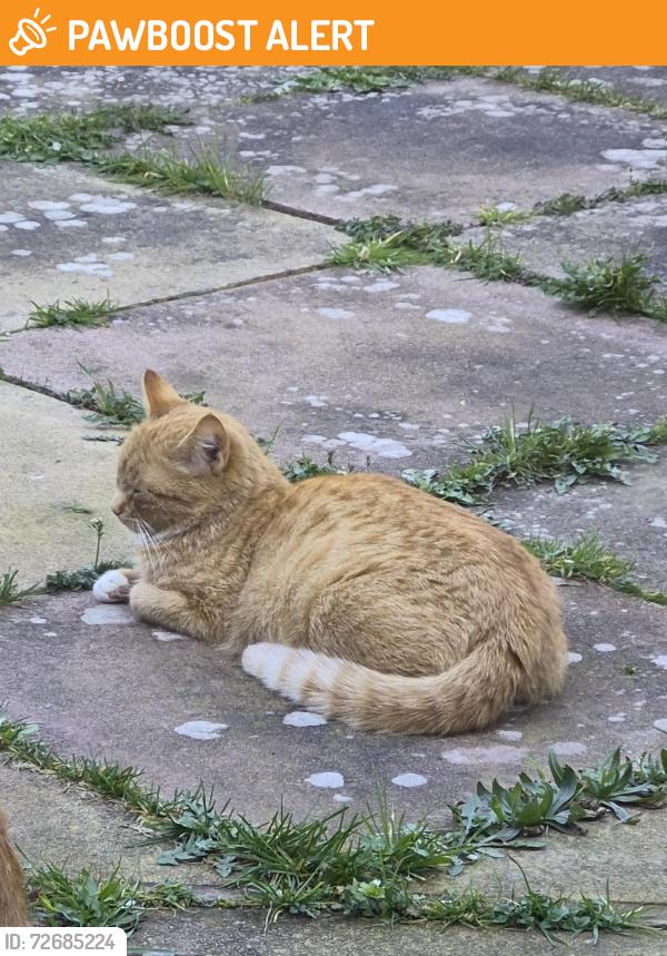 Found/Stray Unknown Cat last seen Coleman primary school , Leicester, England LE5 5FH