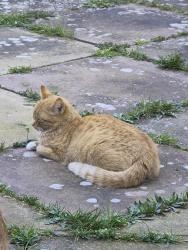 Found/Stray Unknown Cat last seen Coleman primary school , Leicester, England LE5 5FH