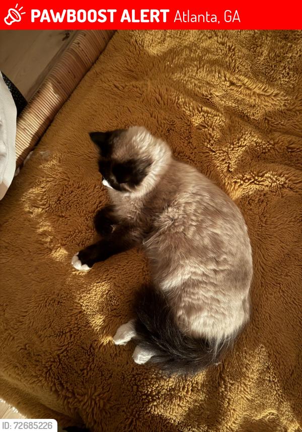 Lost Female Cat last seen Honour circle nw , Atlanta, GA 30303