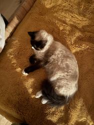 Lost Female Cat last seen Honour circle nw , Atlanta, GA 30303
